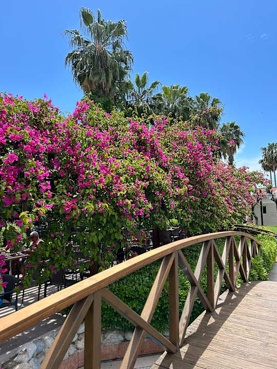Gartenanlage Trendy Palm Beach (Adults Only, 16+)