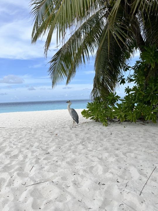 Strand Vilamendhoo Island Resort & Spa