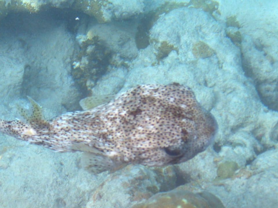 Fast rund Summer Island Maldives