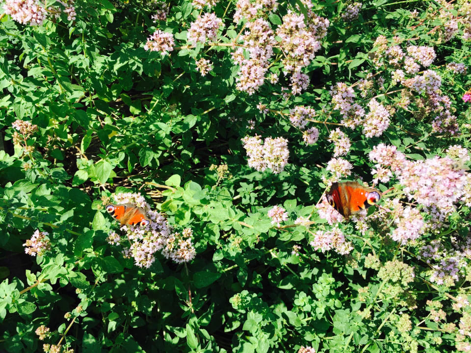 Schmetterlinge im Garten Hotel Sonnenhof