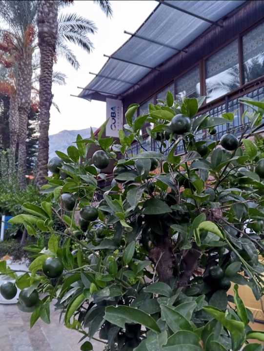 Gastro Crystal Aura Aqua Collection