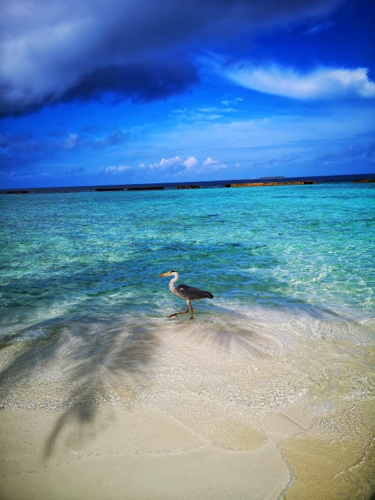 Strand Ellaidhoo Maldives by Cinnamon