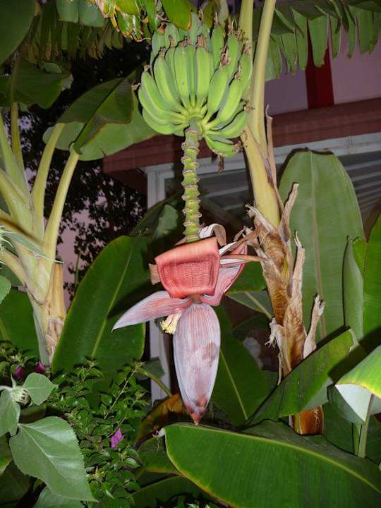 Hoteleigene Bananen Skys Hotel