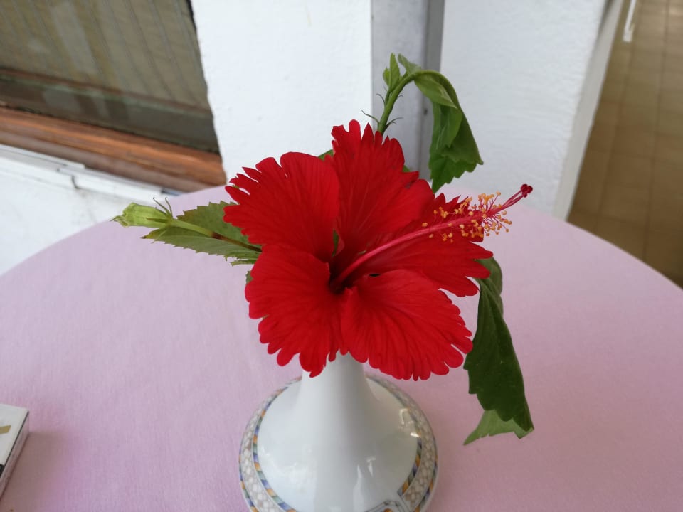 Schöne Dekoration im Restaurant Ghazala Beach