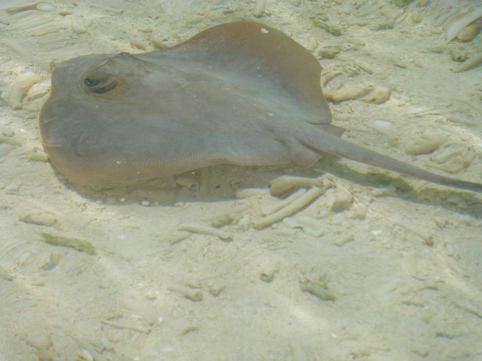 Roche Meeru Maldives Resort Island