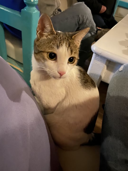 Sonstiges Lotus Bay Beach Resort