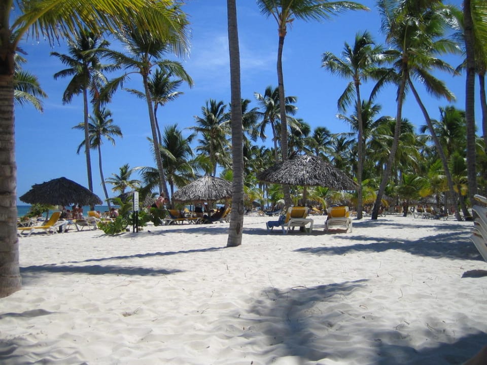Hotelstrand mit vielen Palmen Catalonia Punta Cana - All Inclusive