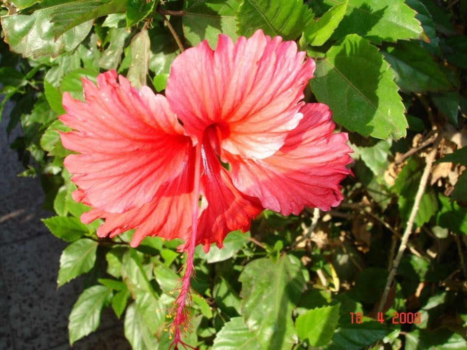 Blühende Anlage Ghazala Beach