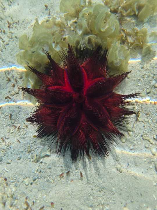 Strand Paradis Beachcomber Golf Resort & Spa