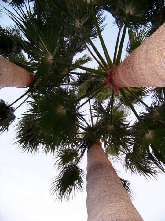 Hotel Palmira Beach allsun Hotel Bella Paguera