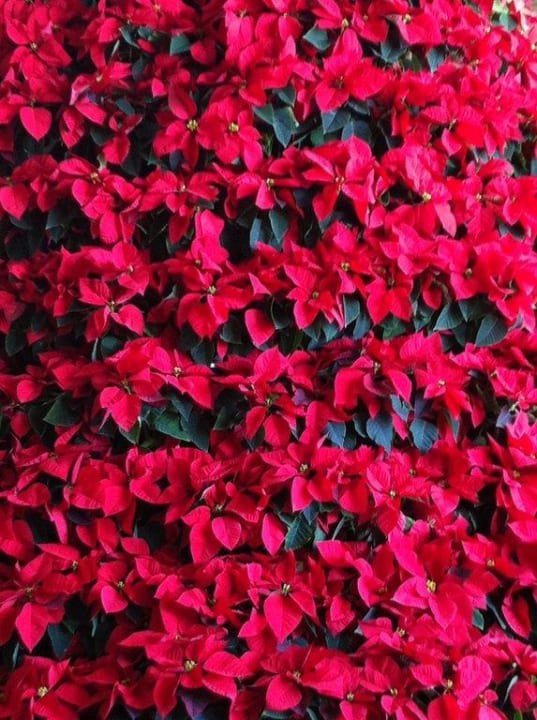 Vorweihnachtszeit im Hotel Kempinski Hotel Kempinski Soma Bay