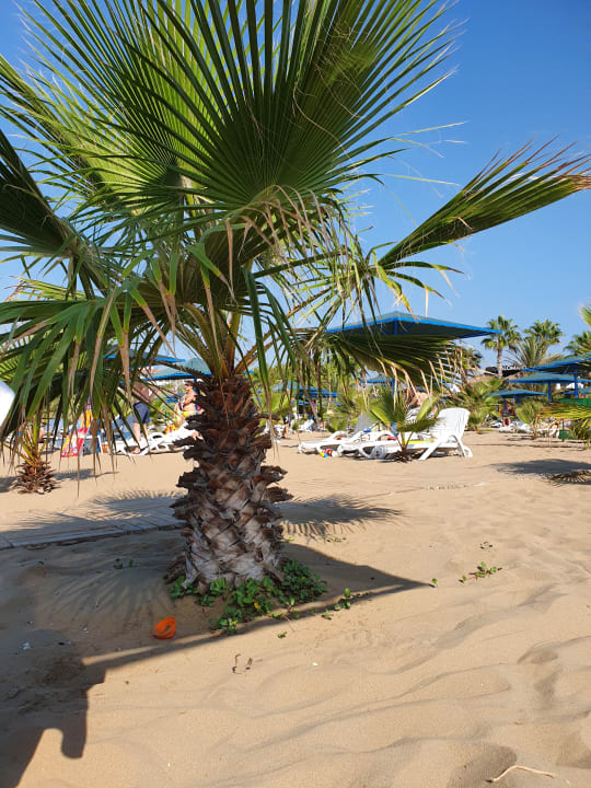 Strand Paloma Oceana