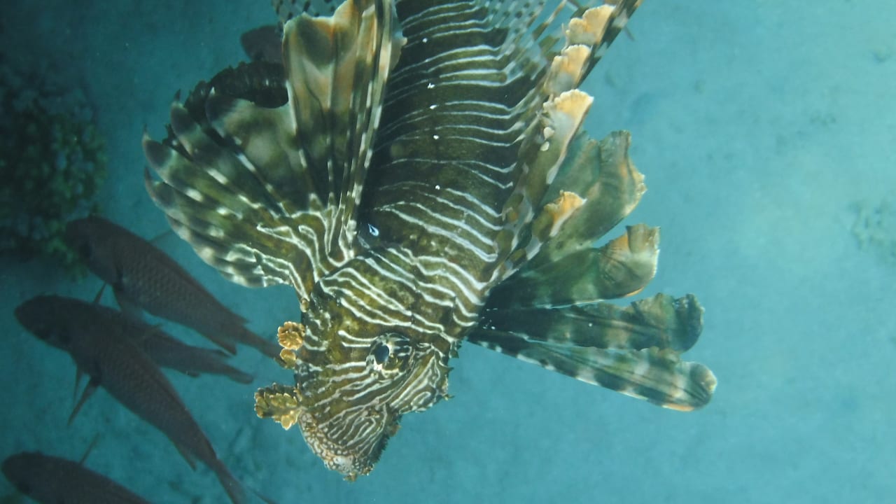 Sport & Freizeit Malikia Resort Abu Dabbab