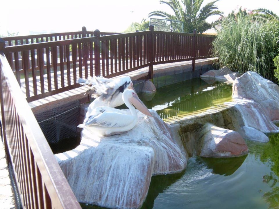 Pelikane Alba Resort Hotel