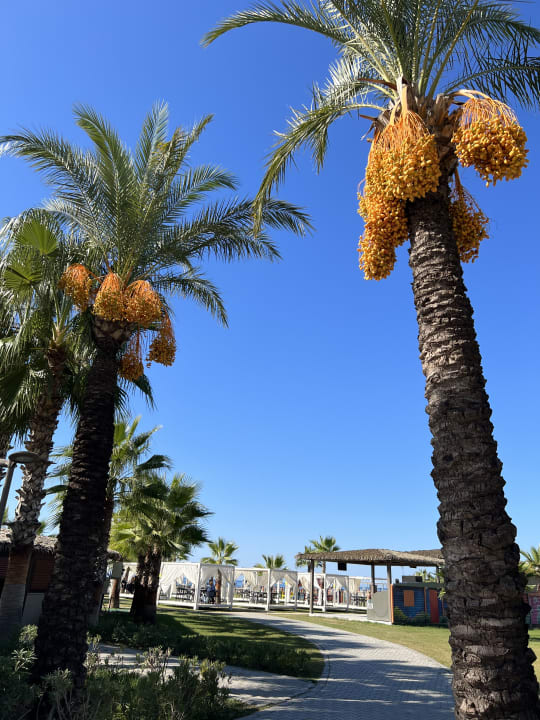 Gartenanlage Calimera Serra Palace
