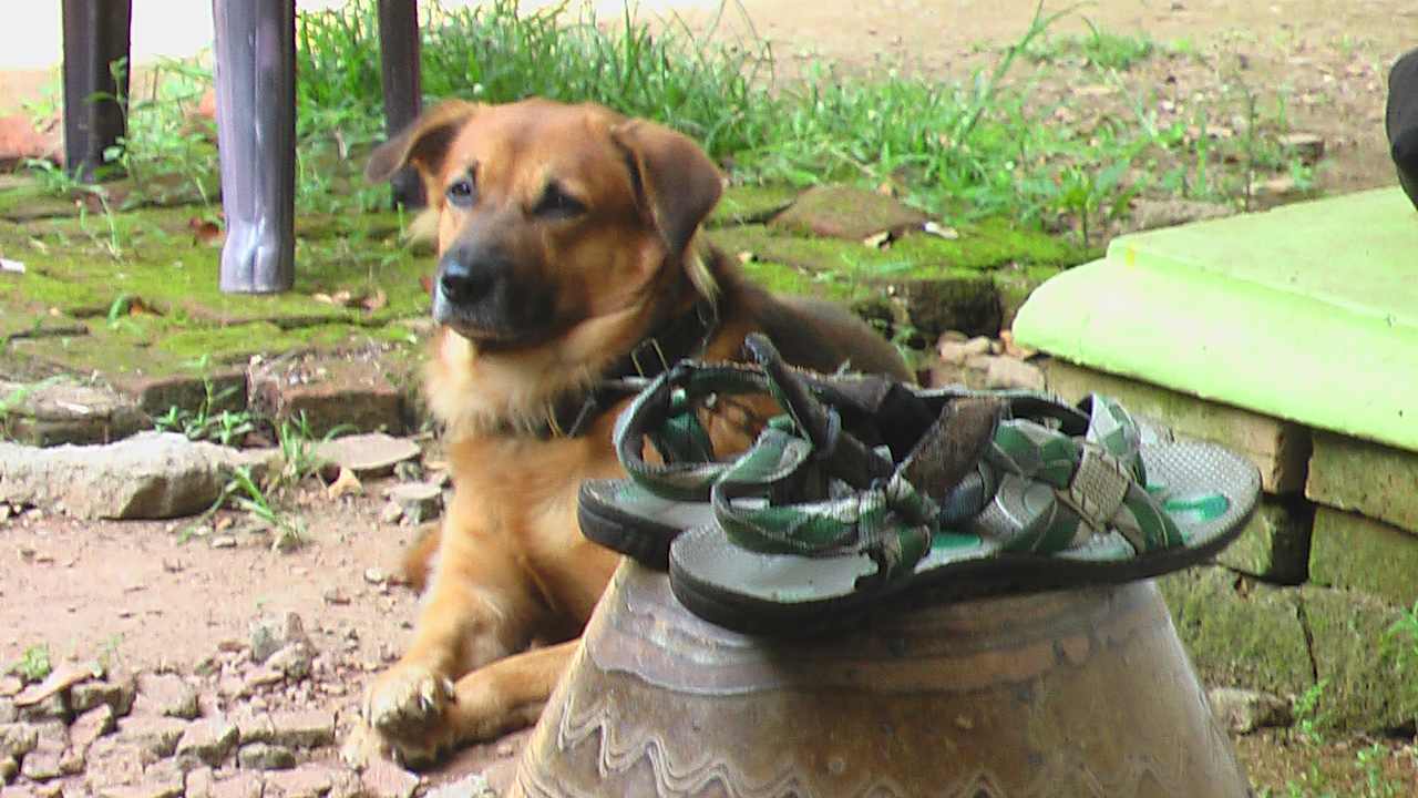 Sonstiges Sunshine Guesthouse