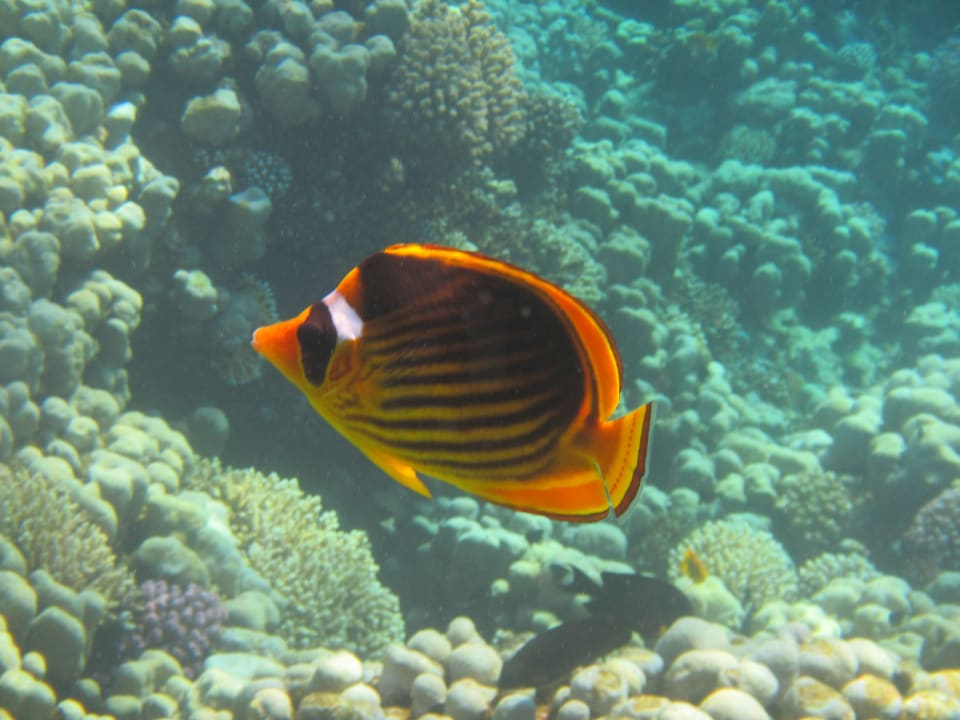 Sport & Freizeit Steigenberger Resort Ras Soma