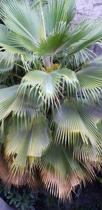 Gartenanlage Salobre Hotel Resort & Serenity