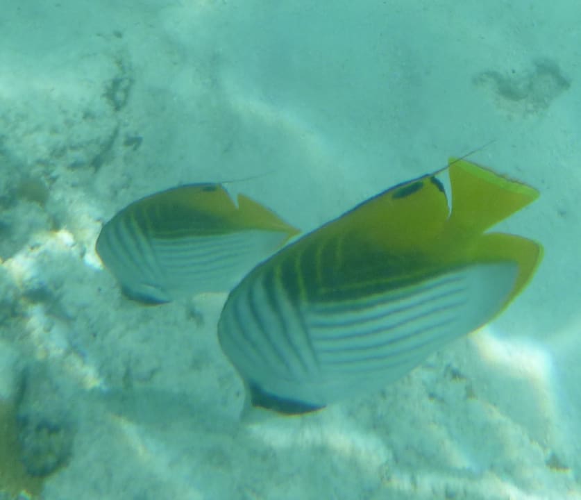 Strand Cinnamon Dhonveli Maldives