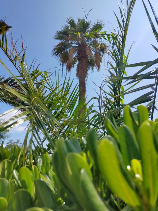 Gartenanlage Elea Beach Hotel