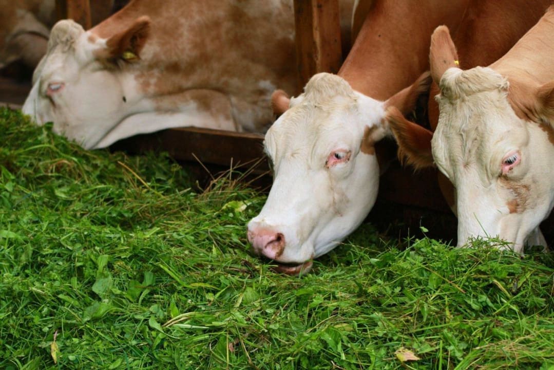 Kühe mit frischem Gras Ferienwohnungen Ablingerhof