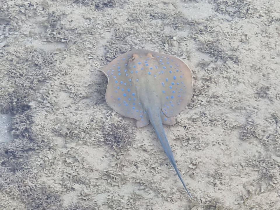 Strand Stella Beach Resort & Spa Makadi Bay