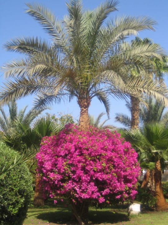 Ein Blumenmeer Bel Air Azur Resort - Adults only