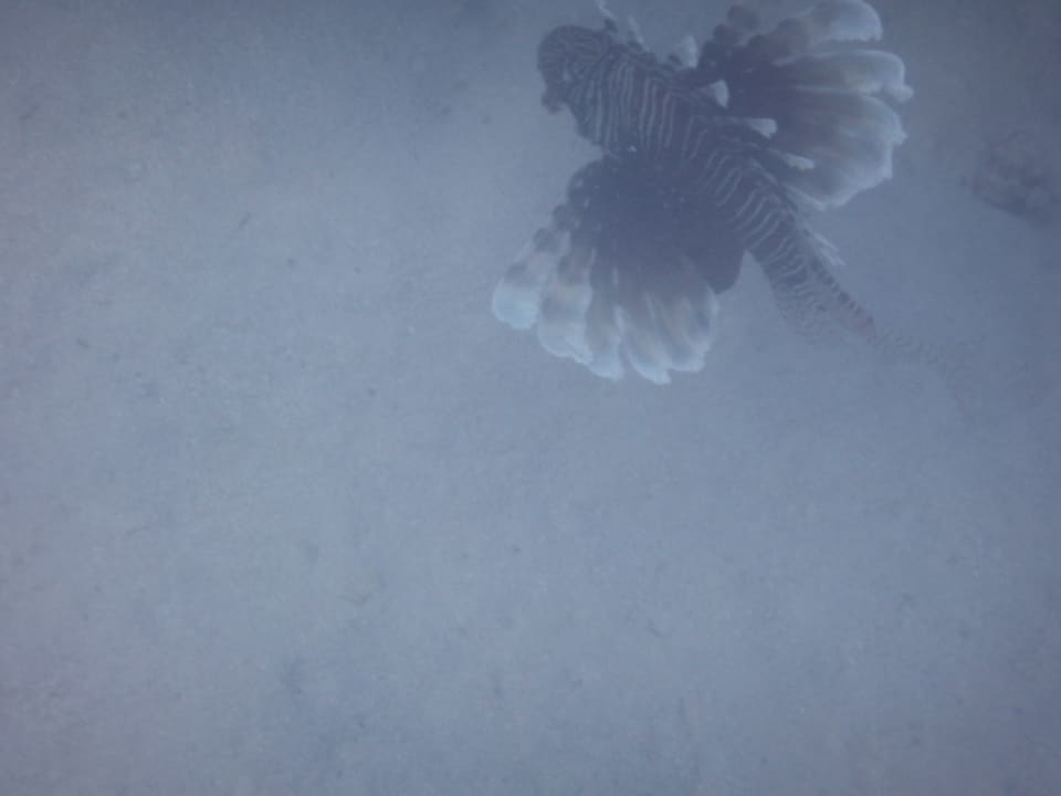 Sport & Freizeit Shoni Bay