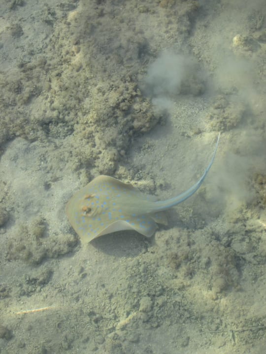 "Mein" Rochen Stella Beach Resort & Spa Makadi Bay