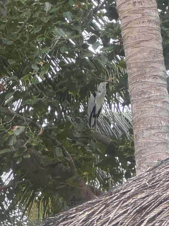 Gartenanlage Kuramathi Maldives