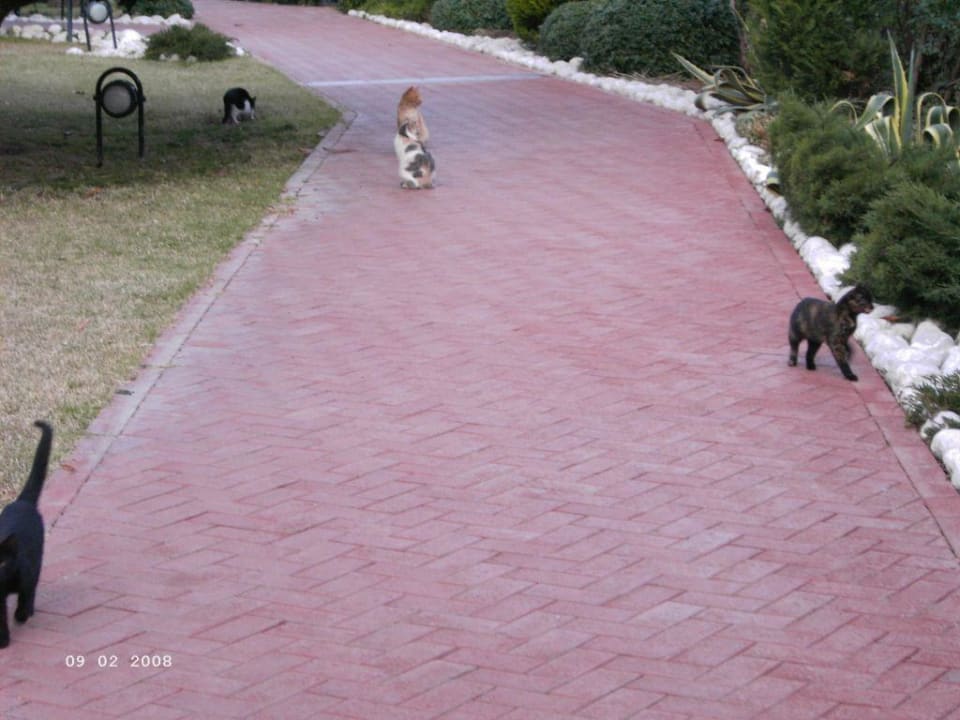 Katzen im Park Side Star Elegance