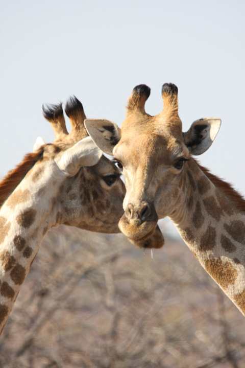 Wildlife Kololo Game Reserve Accommodation