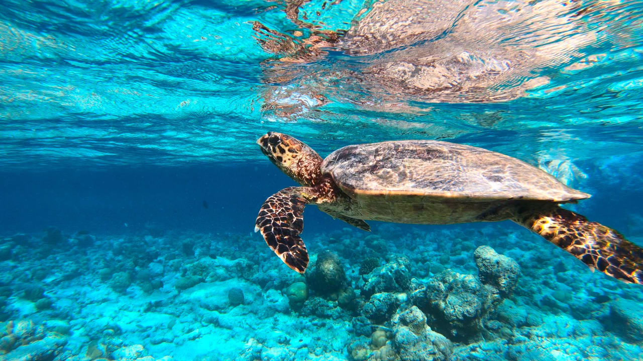 Sport & Freizeit NH Collection Maldives Reethi Resort