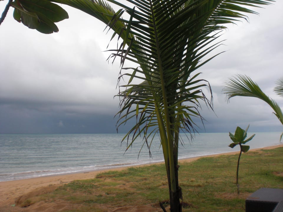 Palme am Hotel-Strand La Flora Khao Lak