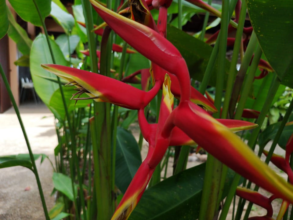 Gartenanlage Khao Lak Merlin Resort