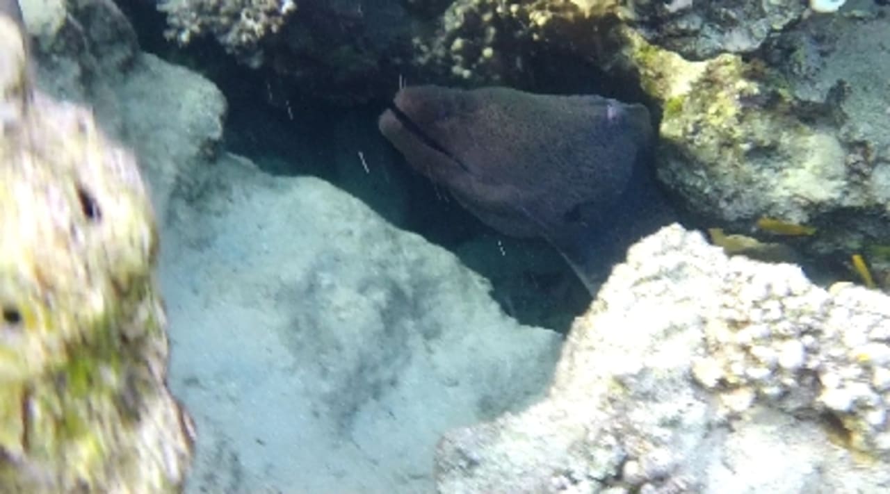 Sport & Freizeit Tropitel Sahl Hasheesh