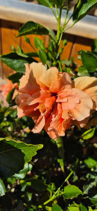 Sonstiges Three Corners Sea Beach Resort