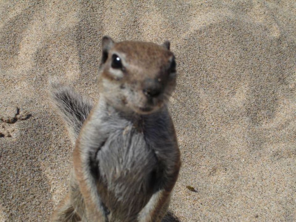Niedliches Streifenhörnchen am Strand Club Jandia Princess