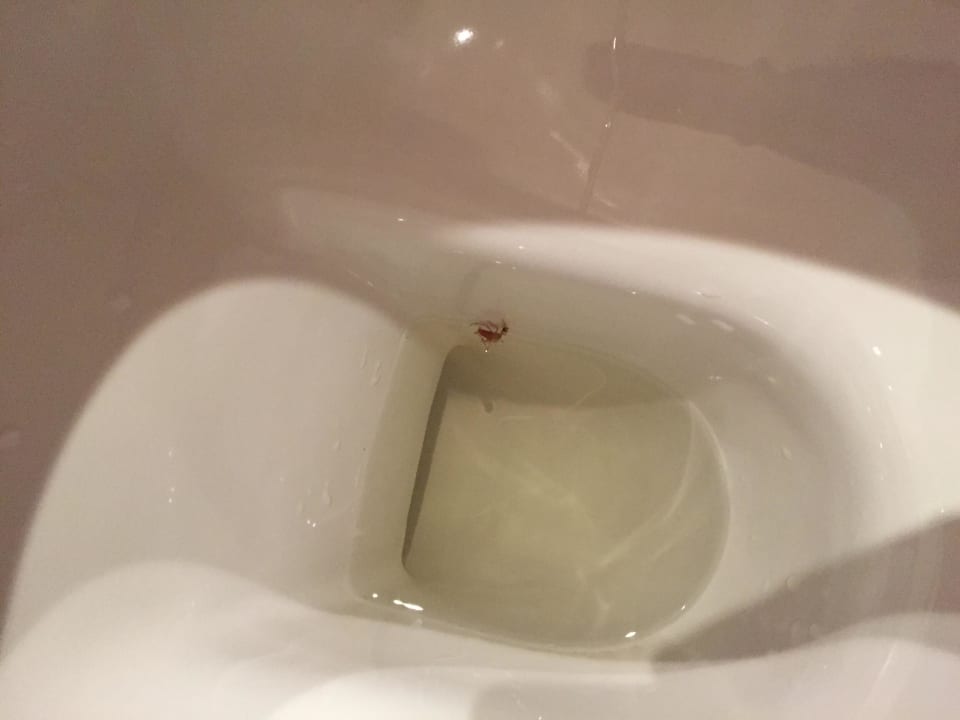 Häufig Insekten Arabia Azur Resort