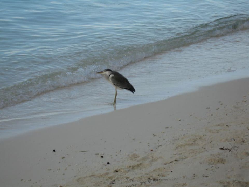 Reiher Vilamendhoo Island Resort & Spa