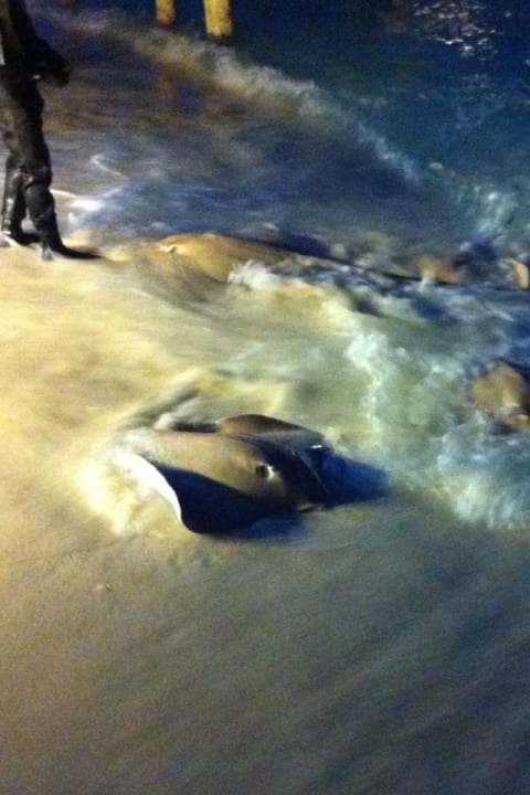 Strand Kuramathi Maldives