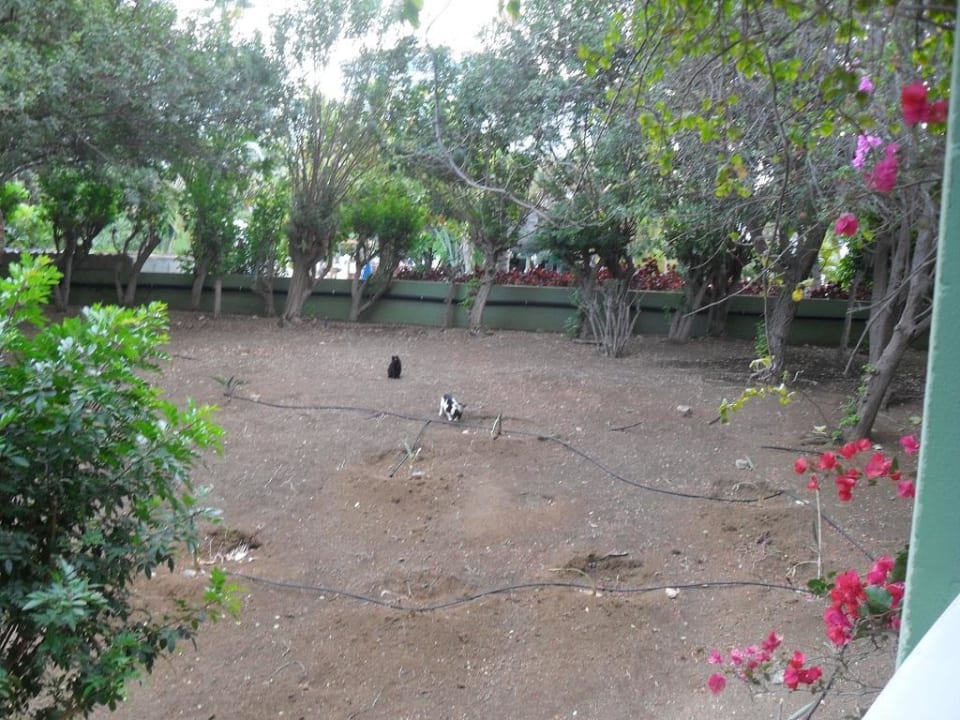 Ausblick rechts vom Zimmer 295 mit Katzen Abora Buenaventura by Lopesan Hotels