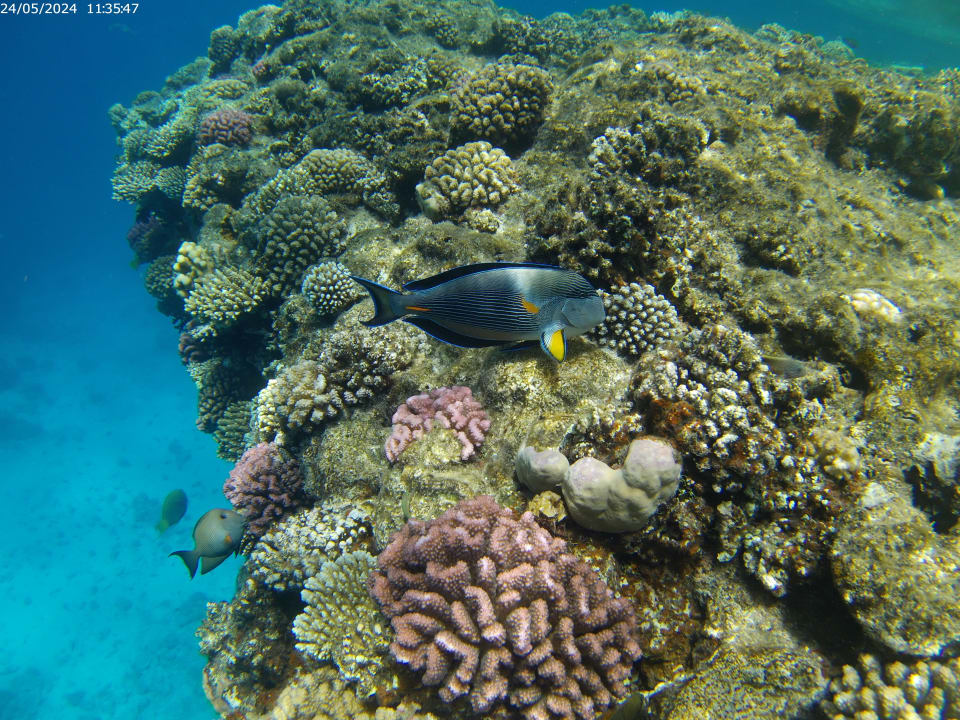 Sport & Freizeit The V Luxury Resort Sahl Hasheesh