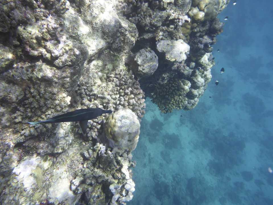 Sonstiges Sentido Reef Oasis Suakin