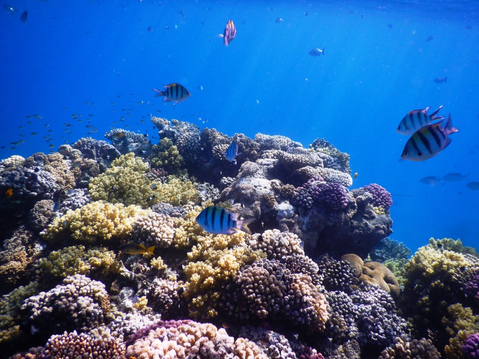 Sport & Freizeit Shams Alam Beach Resort