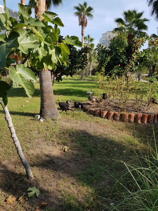 Gartenanlage Seaden Sea World Resort & Spa