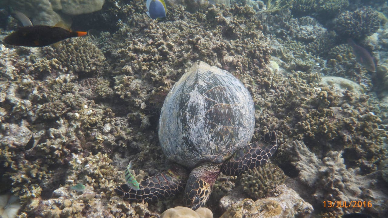 Schildi Eri Maldives