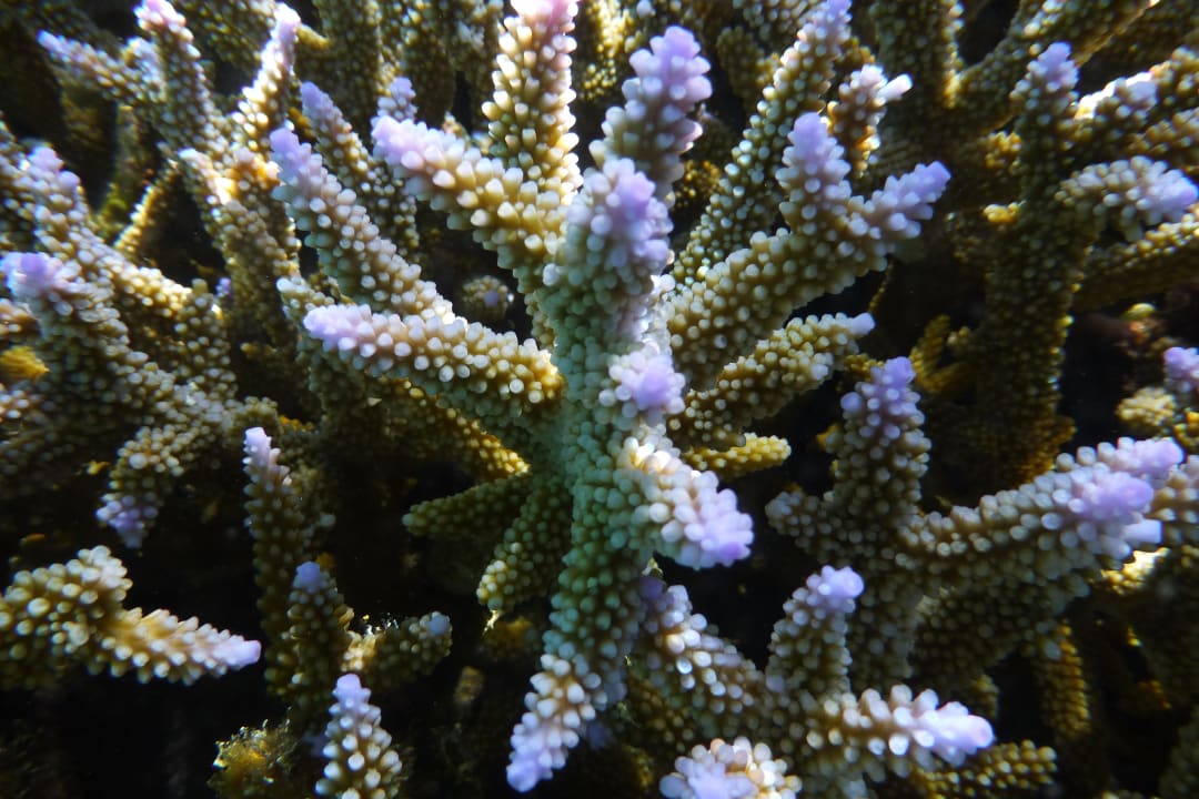 Unterwasser Embudu Village