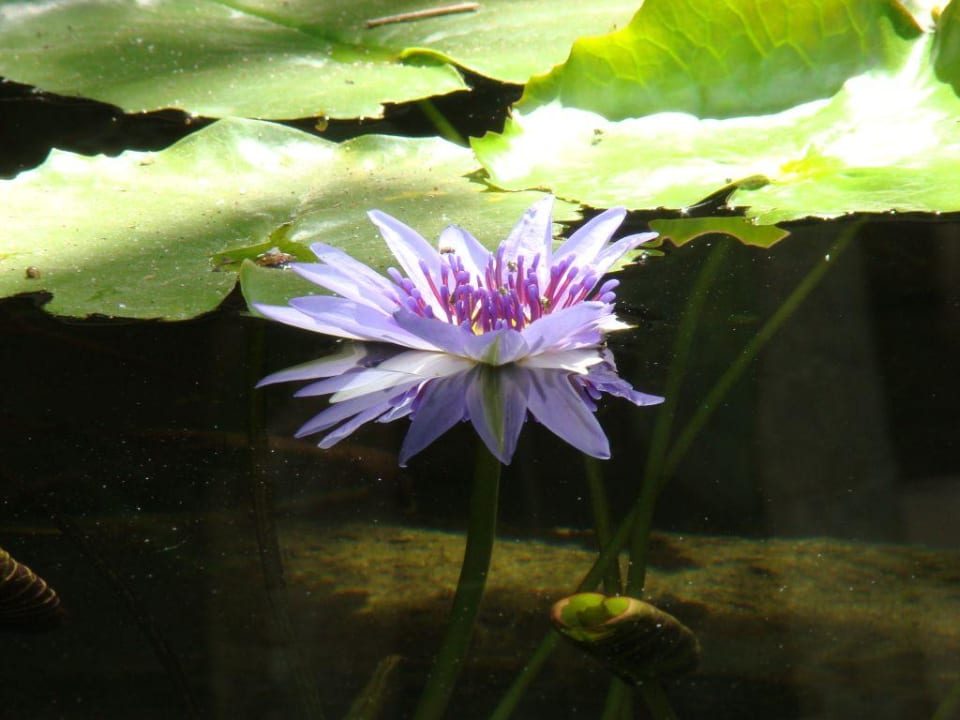 Blumen vor dem Baobab Baobab Beach Resort & Spa