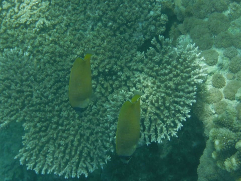 Im Kleichklang Royal Zanzibar Beach Resort